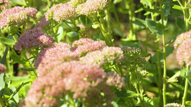 Slow motion clip showing the pink buds on the plant.