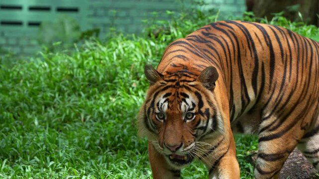 Close up shot of a critically endangered apex predator, a wild Malayan tiger (Panthera tigris tigris) with beautiful orange fur and black stripes, walking around and wondering the surroundings.