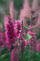 Willow-leaved turf.A cabbage butterfly sits on a flower.Vertical photo with a pink flower in the...