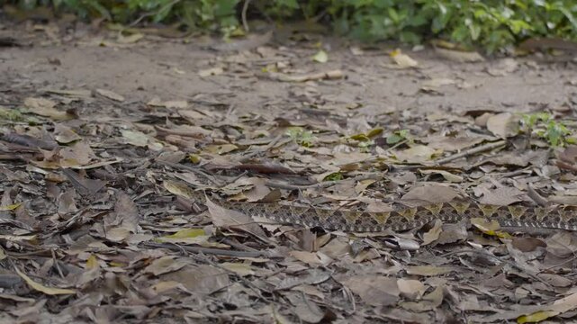 the cryptic dance of camouflaged snakes in their woodland sanctuary