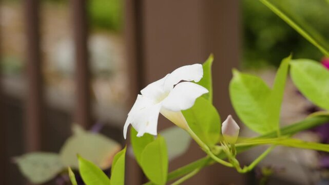 Slowly rotating around the small flower.