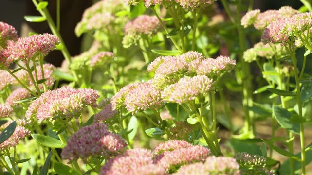 A lush bush of Garden Sedum in Michigan.