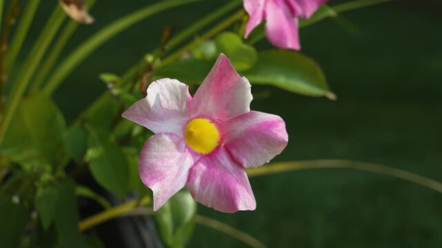Soft pink petals on a blooming Dipladenia.