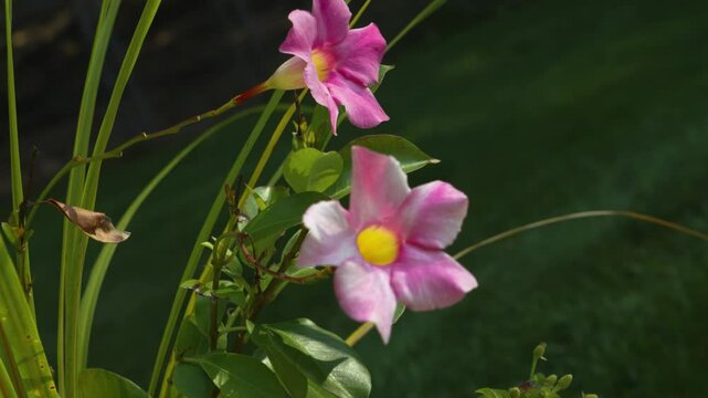 Vortex motion inward toward the flower.