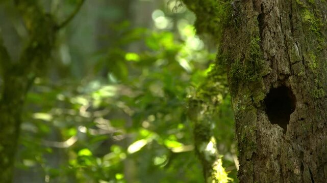 Witness the elusive Quetzal&rsquo;s vibrant plumage in its lush forest habitat.