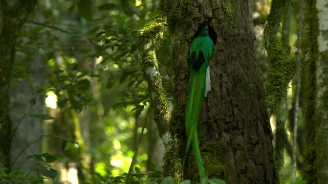 the elusive quetzal, a vibrant green bird that thrives in the lush Central American rainforest.