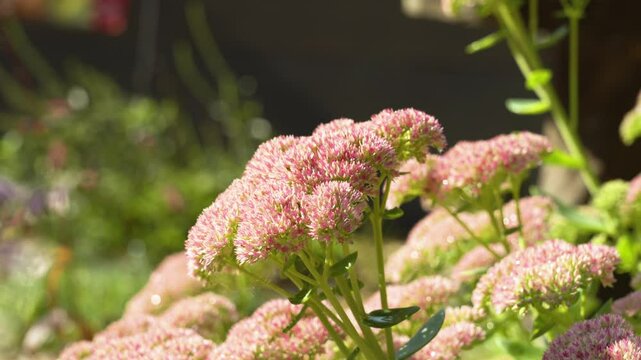Blooming season for Sedum plants in late summer.