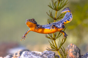 Alpine newt aquatic animal swimming in freshwater habitat