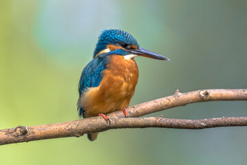 Common European Kingfisher