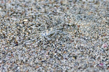 Well camouflaged gulf ghost crab, Ocypode occidentalis, on sandy substrate