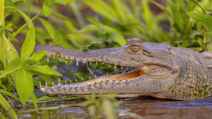 Obraz premium American crocodile head above water