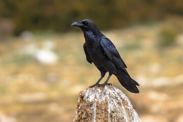 Common raven sitting