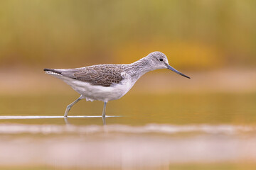 Common greenshank foraging in Marshland of Waddensea.