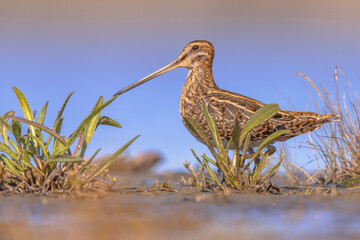 Common snipe wader bird in marshland vegetation