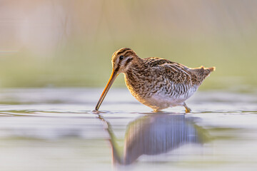 Common snipe wader bird in habitat background