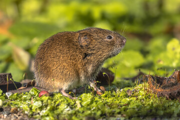 Field vole natural environment