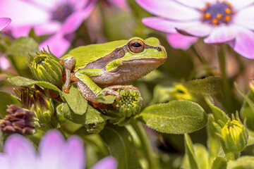 European tree frog climbing on plant