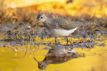 Green sandpiper wading in water at sunset