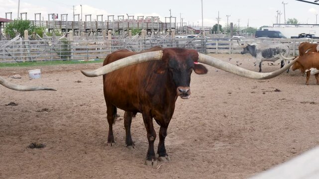 Houston Rodeo Farm Animals Houston Rodeo Images – Browse 240 Stock Photos, Vectors, and Video ...