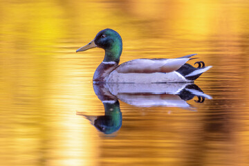 Mallard Wild duck swimming at sunset