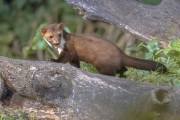 Pine marten on trunk in forest at night