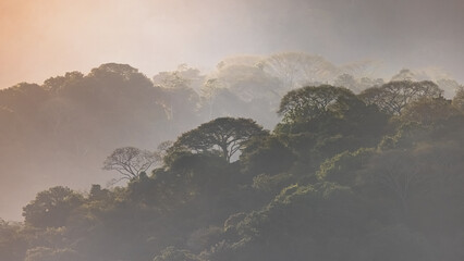 Silhouette of rainforest canopy