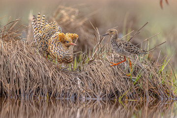 Ruff birds male and female displaying at lek