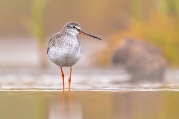 Spotted redshank foraging in shallow water