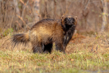 Wolverine walking in nature of Finland
