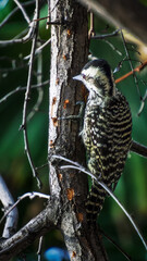 P&aacute;jaro Carpintero (Carpinterito Hembra, Chile)