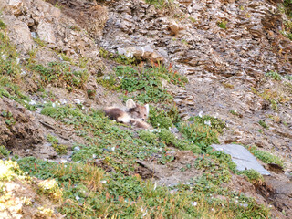Sleeping Arctic Fox during the Summer, Kapp Waldburg, Barents&oslash;ya, Spitsbergen, Svalbard