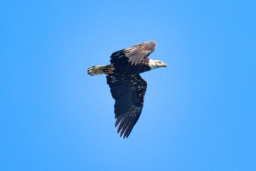 Obraz premium Bar Harbor, Maine USA