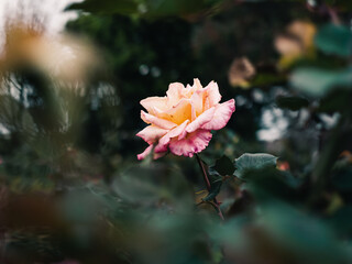 pink flower in the garden
