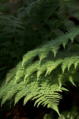 fern leaves in the forest with summer close up