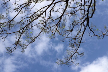 A branch of a tall tree against the blue sky.