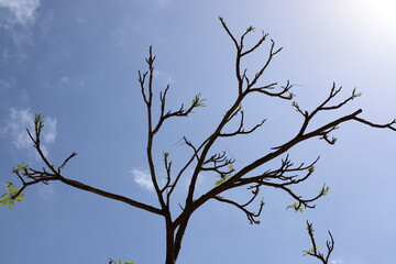 A branch of a tall tree against the blue sky.