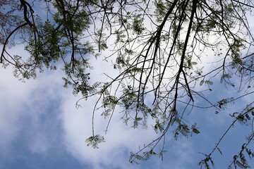 A branch of a tall tree against the blue sky.