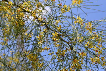 Obraz premium A branch of a tall tree against the blue sky.