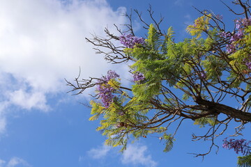 A branch of a tall tree against the blue sky.