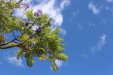 A branch of a tall tree against the blue sky.