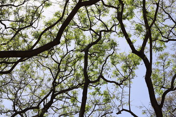 A branch of a tall tree against the blue sky.