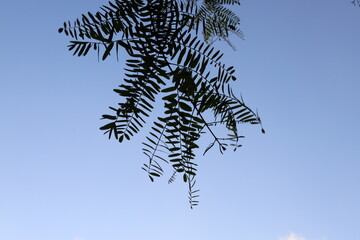 A branch of a tall tree against the blue sky.