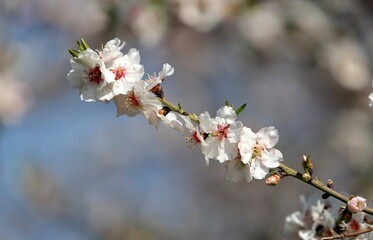 A branch of a tall tree against the blue sky.