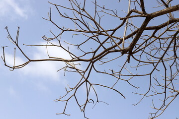 A branch of a tall tree against the blue sky.