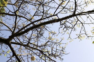 A branch of a tall tree against the blue sky.