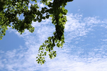 A branch of a tall tree against the blue sky.
