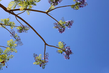 A branch of a tall tree against the blue sky.