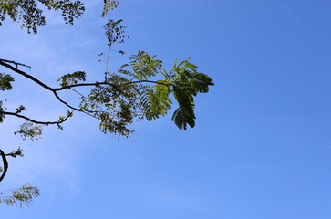 A branch of a tall tree against the blue sky.