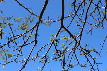 A branch of a tall tree against the blue sky.