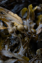 Macrophotography of seaweed texture with air bladders on wet surface
